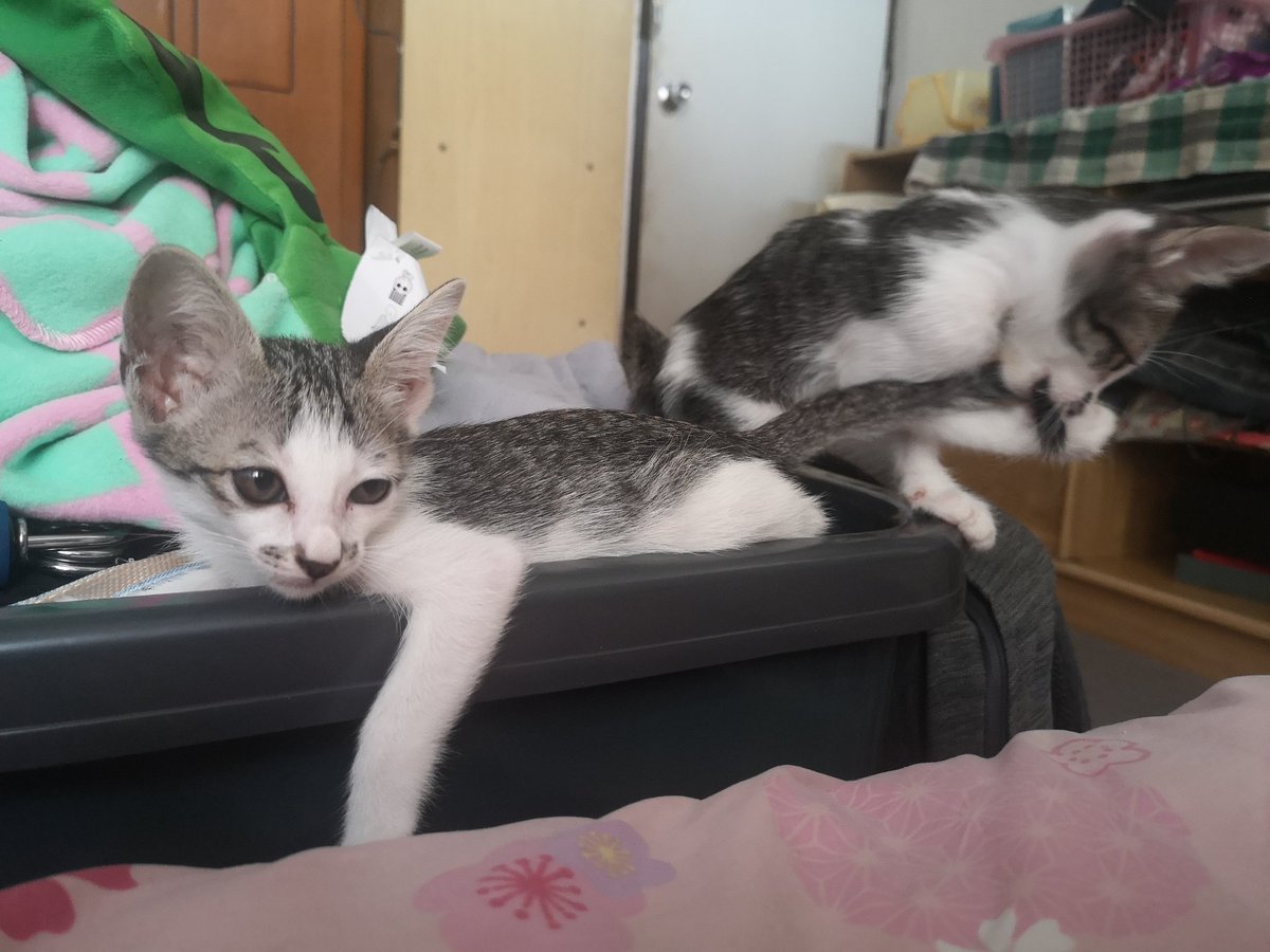 puzzolcat tweet media