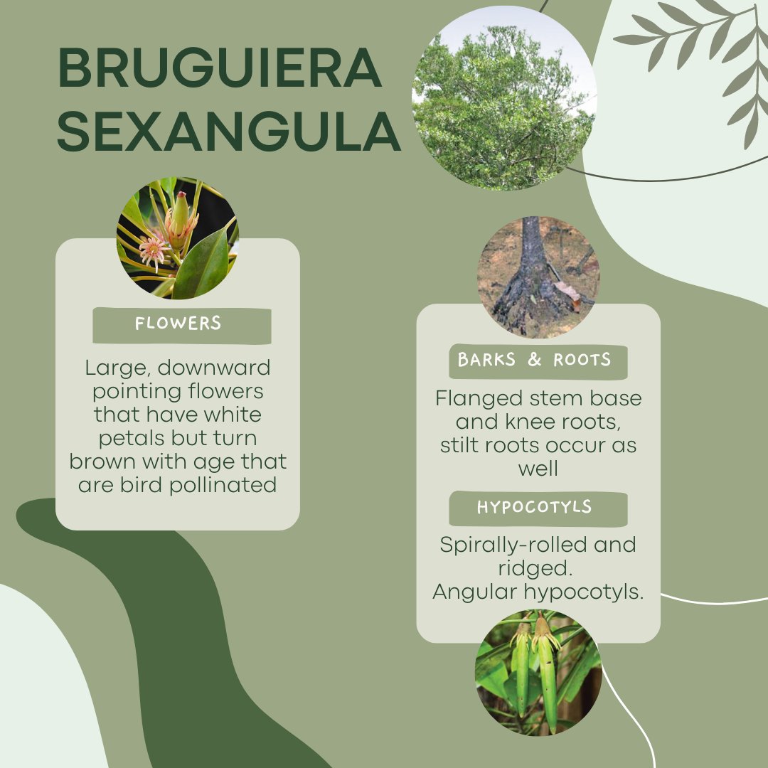 Wetlands International MY tweet media