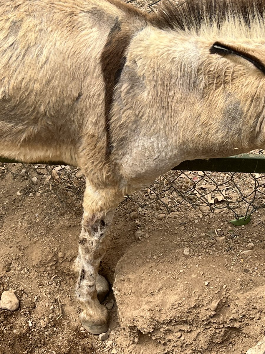 GhinaNahfawi's tweet photo. برسم وزير الزراعة د. @Abbas_h_hasan
هذا هو الوضع الصحي لبعض الحيوانات بحديقة Animal City ع نهر الكلب!
هالصور لحمارين، وبحسب احد المشرفين قال هم ذكران وكتير بيعلقوا مع بعض!
كيف تاركينهم مع بعض؟
الجروح مهمَلة ووضعهم مروّع!
مؤسف هالاستغلال للحيوانات بأقبية التعذيب!
@ANasserddine https://t.co/36stLYhX2w