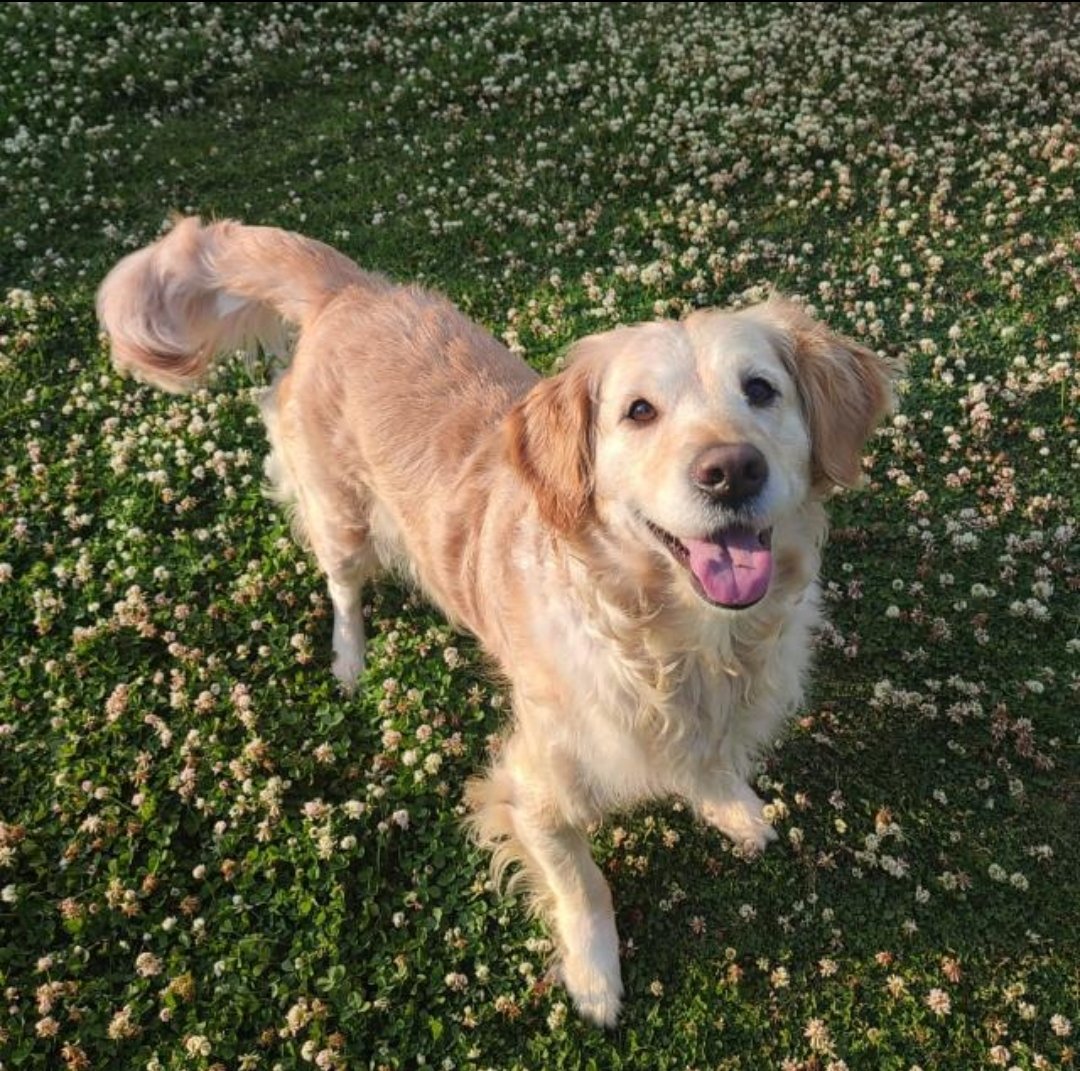 Meta_Morphs's tweet photo. @leiane1 GM Leiane, got so swayed by coconut that I forgot to say it. 🤣 He/she is adorable 🥰. This is my Rosabelle, or Rosie (which is how I like to call her) https://t.co/6Gr5oyCkjh