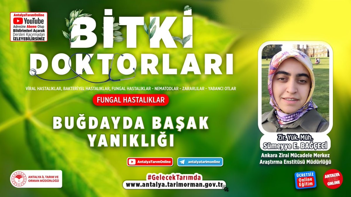 antalyailtarim's tweet photo. #BitkiDoktorları
Ankara Zirai Mücadele Merkez Araştırma  Enstitüsü Müdürlüğünden Zir. Yük Müh. Sümeyye E. Bağçeci ile
Buğdayda Başak Yanıklığı👇 
https://t.co/QBiq6mcnrN

#GelecekTarımda
#TarımAntalyada

@ibrahimyumakli
@ersinyazici1
@gokhankaraca_ https://t.co/iZk1CiwwGi