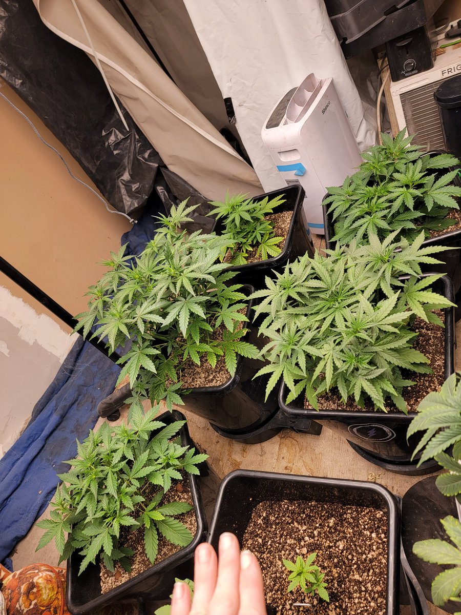 Mugnbug's tweet photo. A bit of training light Defoliation
Froot Fuel by @Speedrunseeds
Popped 6/6 so day 27 or week 3 day 6
Need a new sponsor anyone?
#Twitter
#Mmemberville
#weedlife
#weedlovers
#fce3000
#Fc1000
#ts1000
#ANgrown
#autopot
#marshydro
#ANgrown
#autopot
#promixhp https://t.co/77NIKnMIQx