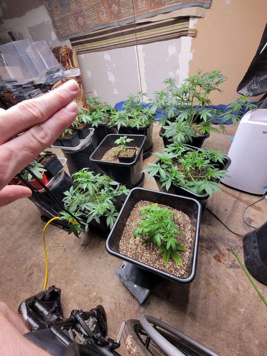Mugnbug's tweet photo. A bit of training light Defoliation
Froot Fuel by @Speedrunseeds
Popped 6/6 so day 27 or week 3 day 6
Need a new sponsor anyone?
#Twitter
#Mmemberville
#weedlife
#weedlovers
#fce3000
#Fc1000
#ts1000
#ANgrown
#autopot
#marshydro
#ANgrown
#autopot
#promixhp https://t.co/77NIKnMIQx