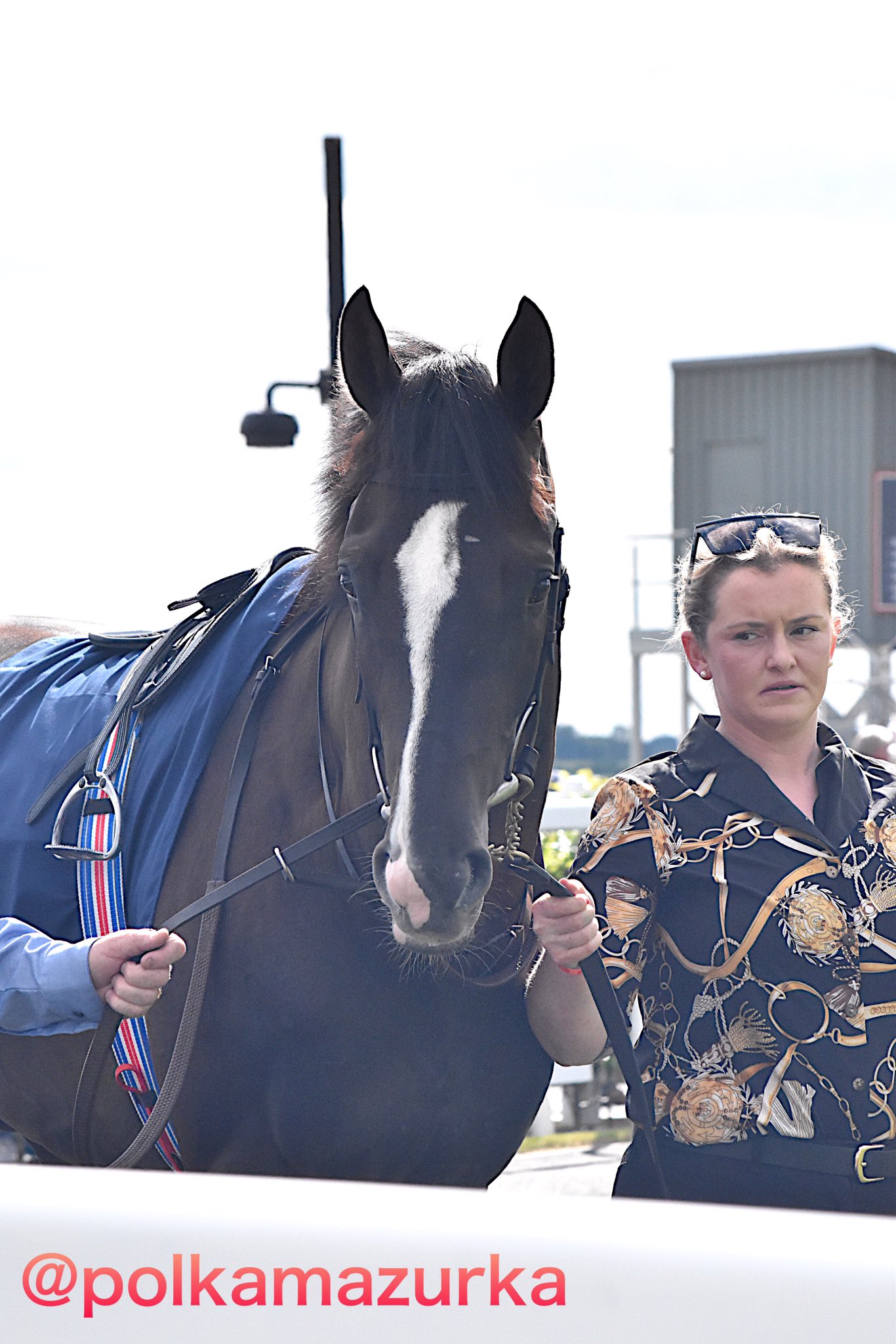 匠チェス（9-Knight 黒1体）騎馬（鳳凰）※鳳凰の頭が右 HR00036