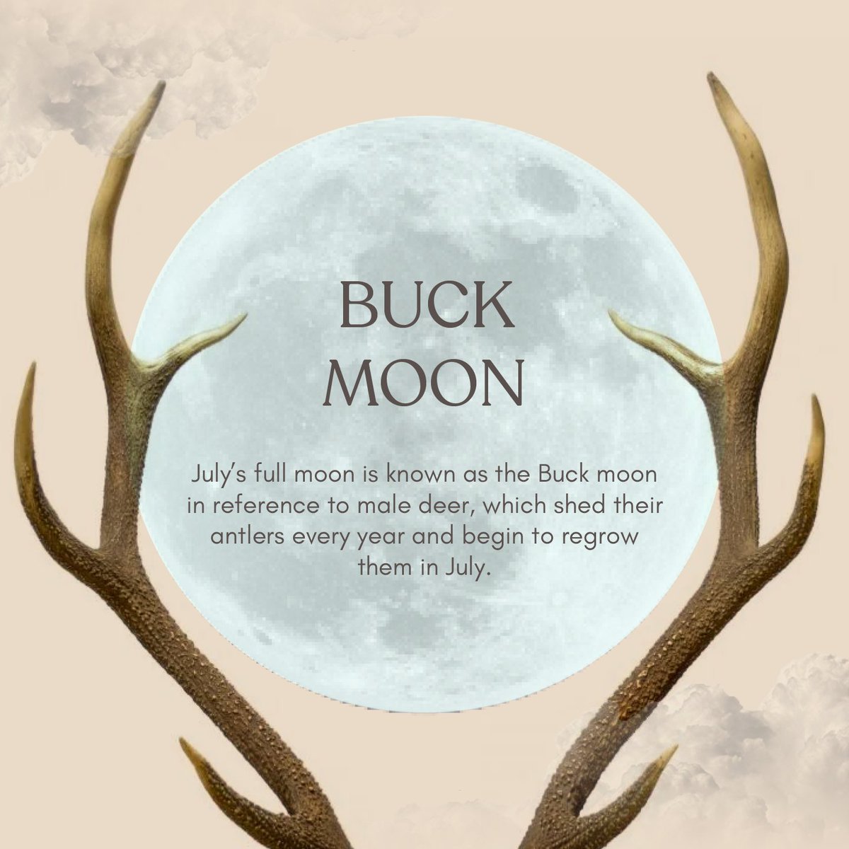 Make sure to look up at the sky tonight to see July’s full moon - the Buck Moon 🦌

The Native American name the Buck Moon comes from male deer, which shed their antlers yearly and begin regrowing them in July. 🌕

#weleda #fullmoon #julyfullmoon #biodiversity #buckmoon