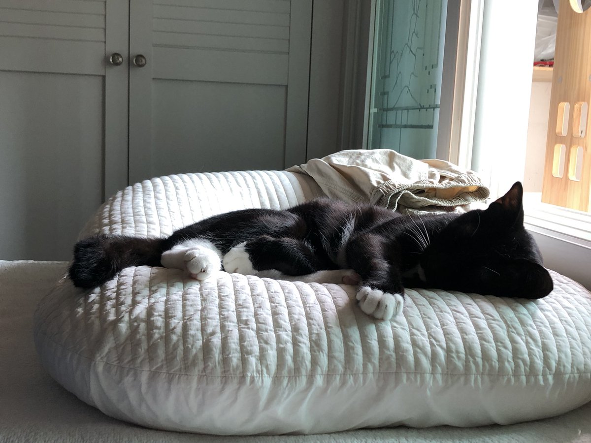 도도다다냥 (@dodo_dadada) on Twitter photo 