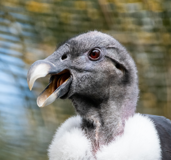 WelshMountainZo's tweet photo. Happy Monday! 😁
What have you got in store this week? Are you planning to visit us? Let us know in the comments below! 👇
#MondayMornings #ANewWeek #AndeanCondors #HappyMonday #SupportingConservation #WelshMountainZoo #NationalZooOfWales #Eryri360 #TenTop
📷 Matt Rimmer https://t.co/1JDdTM6Css