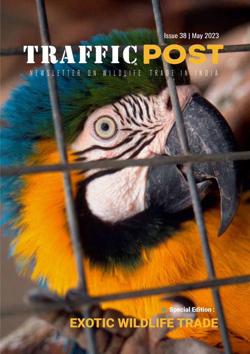 #JustReleased 
TRAFFIC Post, @TRAFFIC_WLTrade  @WWFINDIA  #newsletter on wildlife trade in India! 

The Special Issue focuses on the exotic wildlife trade in India, as nearly 4000 EXOTIC WILD ANIMALS WERE RECORDED IN 56 SEIZURES IN 2022.

DOWNLOAD & SHARE
wwfin.awsassets.panda.org/downloads/traf…