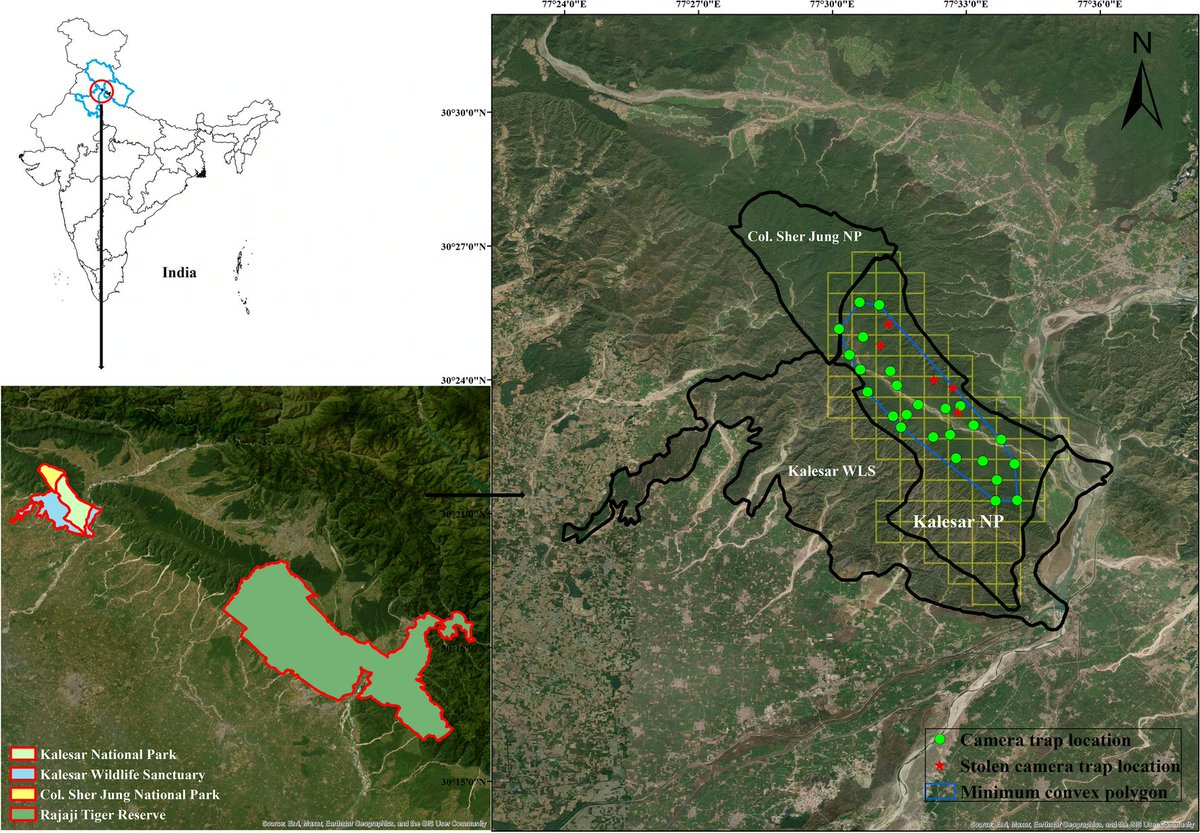 Based on the #PopulationDensity and #SpaceUse of Himalayan #leopards, @janamjai_sehgal et al. underline the #conservation potential of small #ProtectedAreas as they allow high #wildlife densities despite increased disturbances: rdcu.be/dfUvL 🐆🇮🇳 #CameraTrapping #SECR