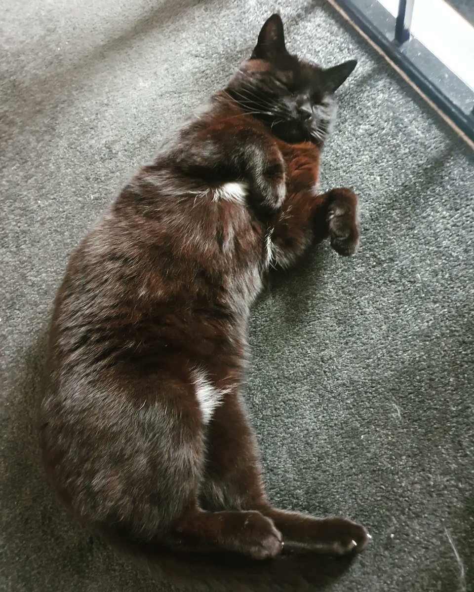 It's Kawa's birthday today! What a good miniature pantera he is.

#cat #cats #catsofinstagram