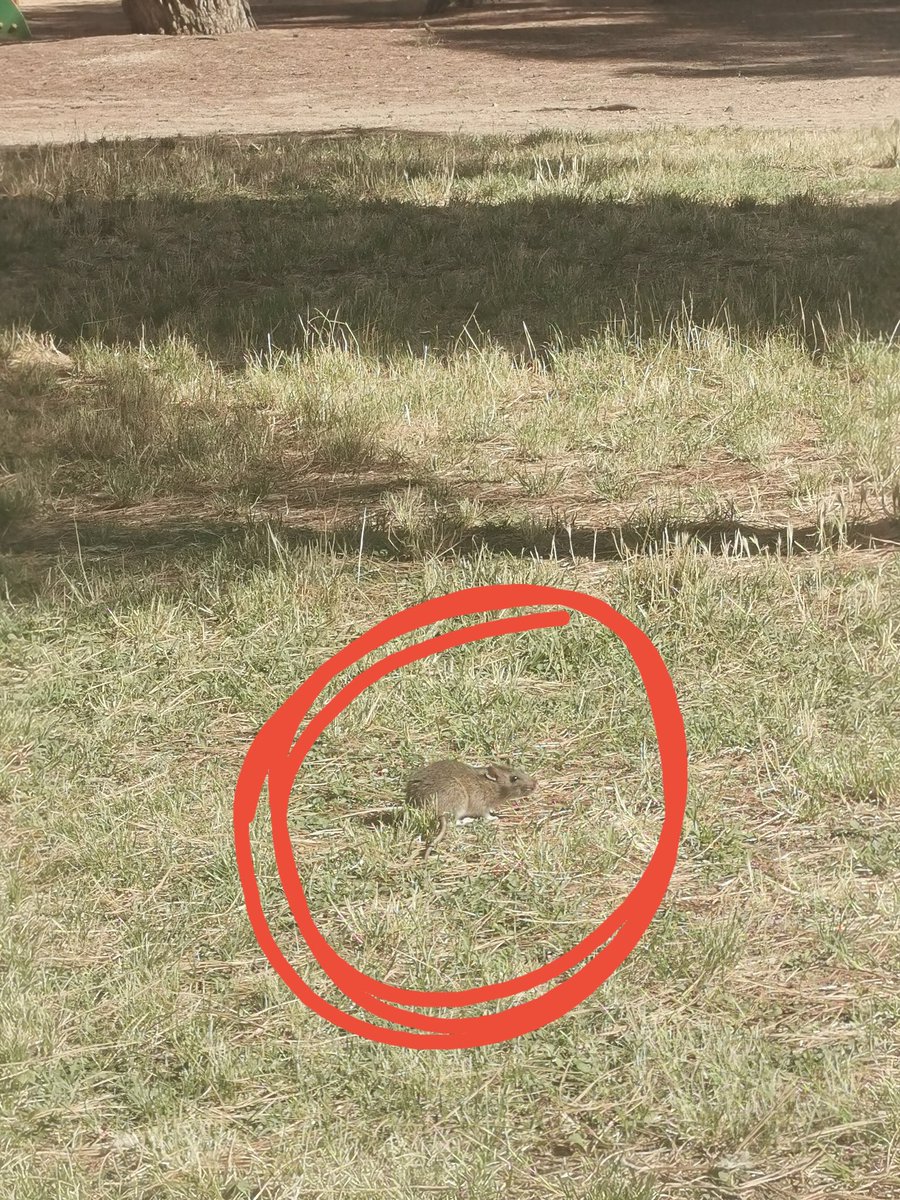 annamarcr's tweet photo. ⚠️❗📸 Avui a les 10:00h als Pinetons. Veure rates pels carrer i parcs urbans de #Cardedeu ja és habitual. Cal una acció de #neteja i  #salutpublica per resoldre-ho. ÉS URGENT. #plagues @ajcardedeu @PSCdeCardedeu @gentpelcanvi https://t.co/3BMVbNPutH