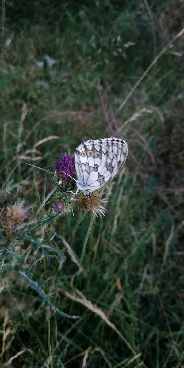 Whitejoker Manson tweet media