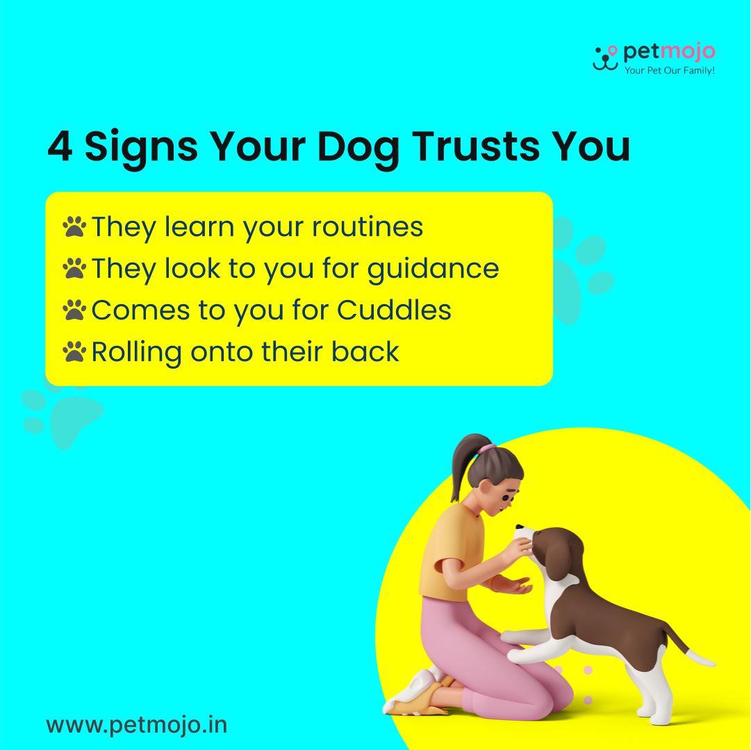 Petmojo_App's tweet photo. You’ll know your dog trusts you if they look happy when they see you.🐶A dog will wag their tail and show a big smile as a sign of joy🐕

Here are few signs that shows your trust you👆🐾

Don't Forget To Hit a Like ♥️

Follow @Petmojo_App for more

#petmojo #petmojoservices #dogs https://t.co/z7ZpZw8cAD