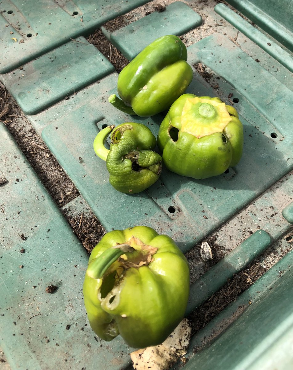 Carole Miles tweet media