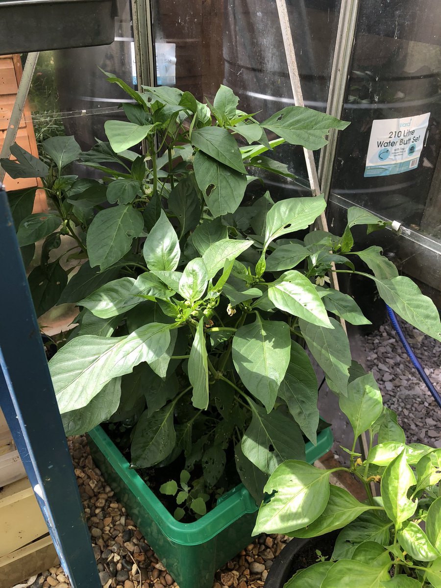 Carole Miles tweet media