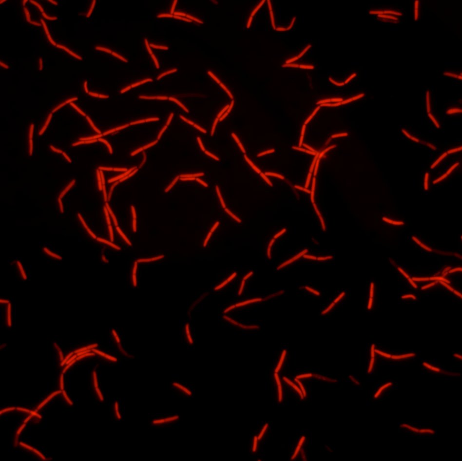 IdylleLabs's tweet photo. The Monday #Bacillus subtilis #bacteria, stained with #ColorFlux (moderate activity)
by @MrunalPatil & Jean-Michel Bolla
https://t.co/GWkga9r1D4
An easy process: adding ColorFlux to their bacteria, watching them changing colour and reading #fluorescence signal https://t.co/Mzrktf459b
