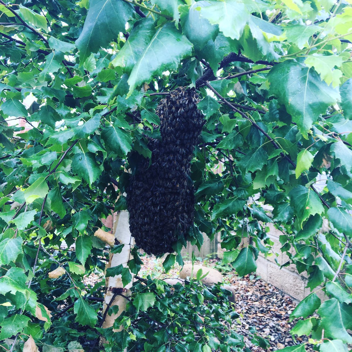 crazimac's tweet photo. @MrsLScotland @sharrond62 This was from a few years ago - a lovely Bee man came &amp; rehomed the swarm. He visited a couple of times &amp; took the nest when all the  Scout bees had returned - he was absolutely fascinating. https://t.co/I0gahsi0HW