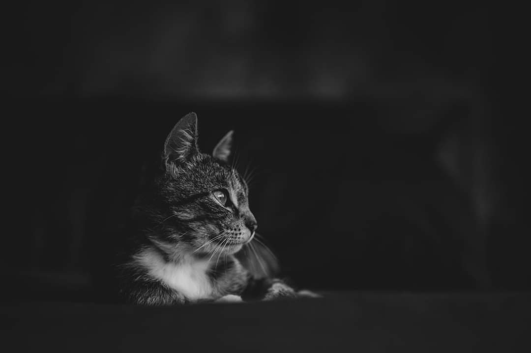 In Beeld Bij Nathalie tweet media