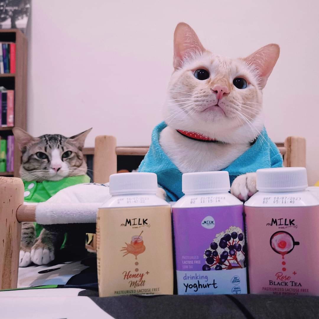 allforrage's tweet photo. มีรสอื่นด้วย เป็นนม Lactose Free ทั้ง 3 สี 
💛 กล่องเหลือง รสมอลต์ผสมน้ำผึ้ง
💜 กล่องม่วง รสเอลเดอร์เบอร์รี่ เป็นโยเกิร์ตพร้อมดื่มนะขอรับ
🩷 กล่องชมพู รสชาดำกุหลาบ

#mMilk #mMilkBrand #LactoseFree #RoseBlackTea
#Milk #อร่อยบอกต่อ #ของดีบอกต่อ #เราชื่อติ๋มนะ https://t.co/v0edUo9DXA