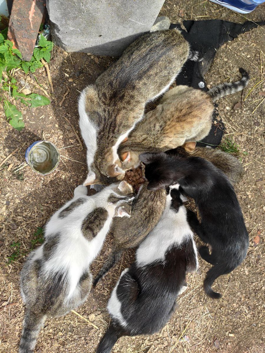 швиденько на корм🥺🥺🥺🥺на сьогодні ще є 400 грн і сухого кг

ретвітніть пліз🥺

малих з конюшні для уваги🤙