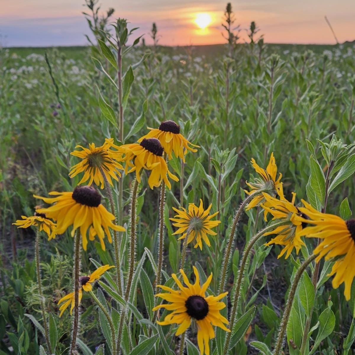 "Be quiet so that life may speak." Summer is truly here.  Find time to be quiet and still.  Maybe read a My Daily Minute! conta.cc/44bKgPw