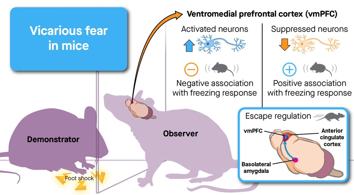 Our new paper “Ventromedial prefrontal neurons represent self-states shaped by vicarious fear in male mice” is out today!! <a href="/NatureComms/">Nature Communications</a> 

Congratulations to <a href="/ziyanhuang_/">Ziyan Huang</a> and <a href="/myung_tky/">Myung Chung ジョンミョン</a> !!

nature.com/articles/s4146…