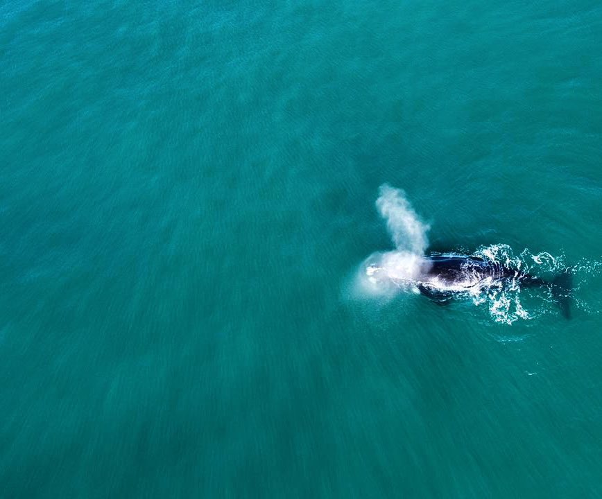 IAMWATER_ocean's tweet photo. Happy Monday 💙
As we embark on a new week remember to take time to pause… breathe… and be present 🩵
Just like this whale 🐋
.
.
.
.
.
#mindfulmonday #whalephotography #southernrightwhale #marinemammals #iamwater #bluemind #blueheart #oneocean #oceanconnection #connectlove https://t.co/6HSRGNsuHO