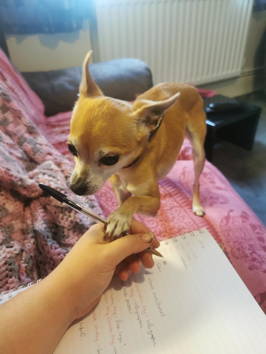 Got a teeny tiny work buddy this morning #dogsitting