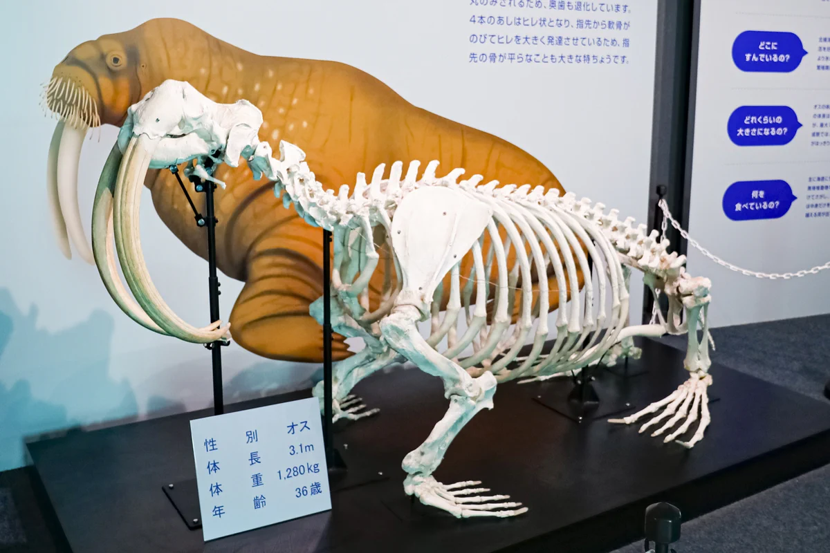 獣骨彫刻　セイウチ牙　翁像　人物像　在銘　置物　時代箱　M　7448 鴨川シーワールド【公式】 on X: 