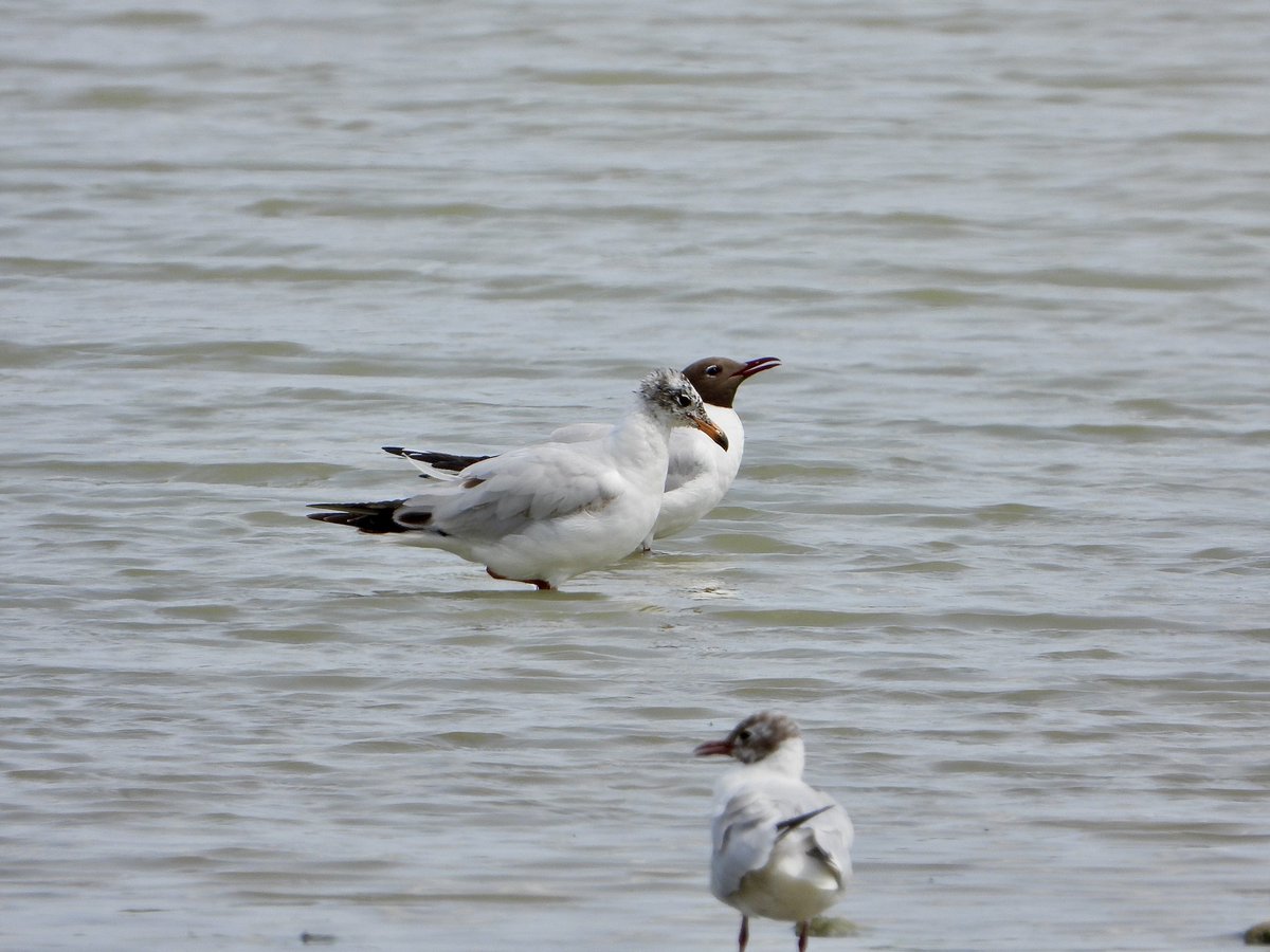 2 Mediterranean Gull in 4 days in South Beds, 2CY north of Dunstable and an adult at Grovebury
