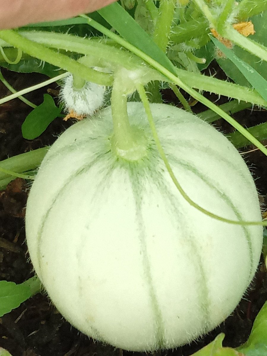 oiseaudejour's tweet photo. Les melons, je ne les ai pas vu grossir 😊😊
#TeamJardin  #mygarden  #MonPotager https://t.co/Hl954EujEJ