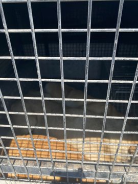 Söke’de Sokak Köpeklerine Kısırlaştırma Çalışmaları