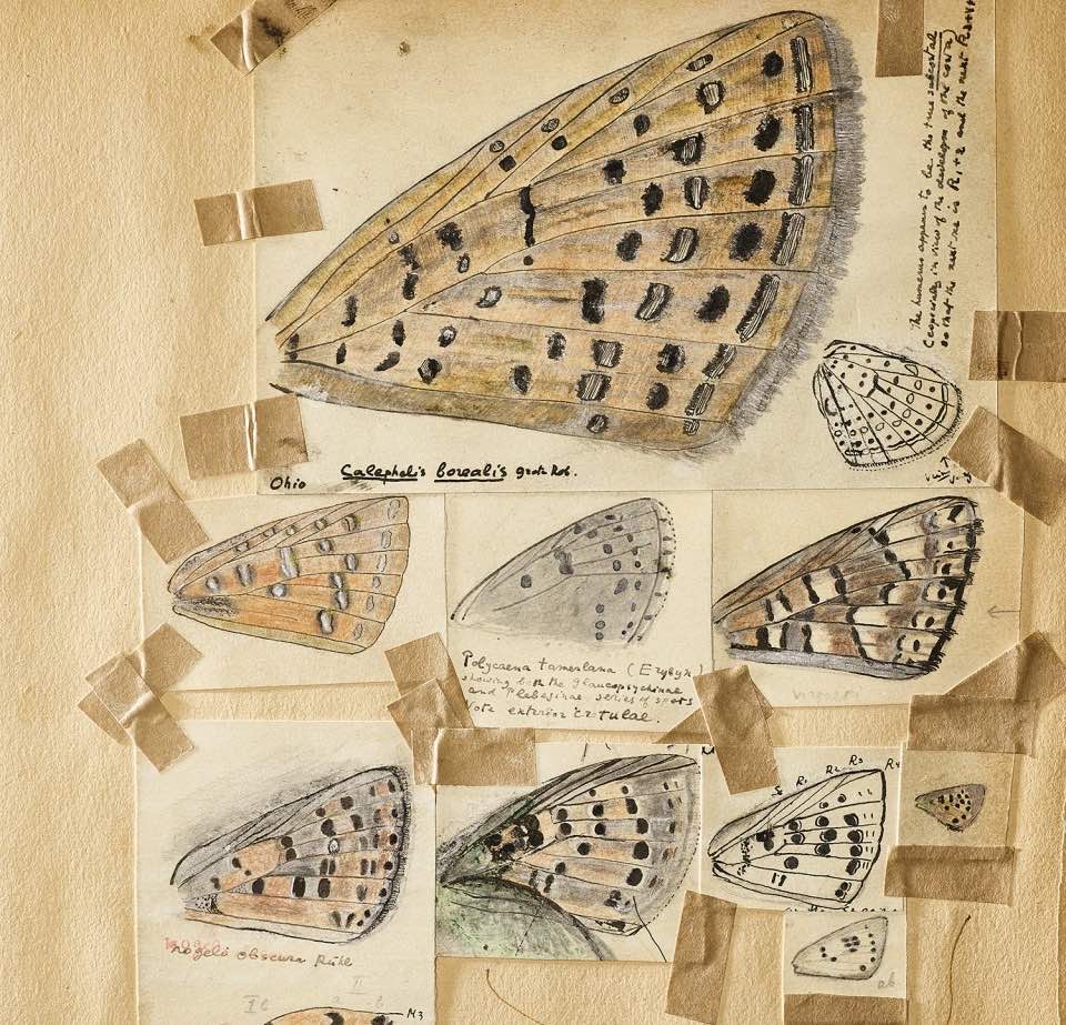 From Vladimir Nabokovs butterfly-scrapbook (ca. 1946)