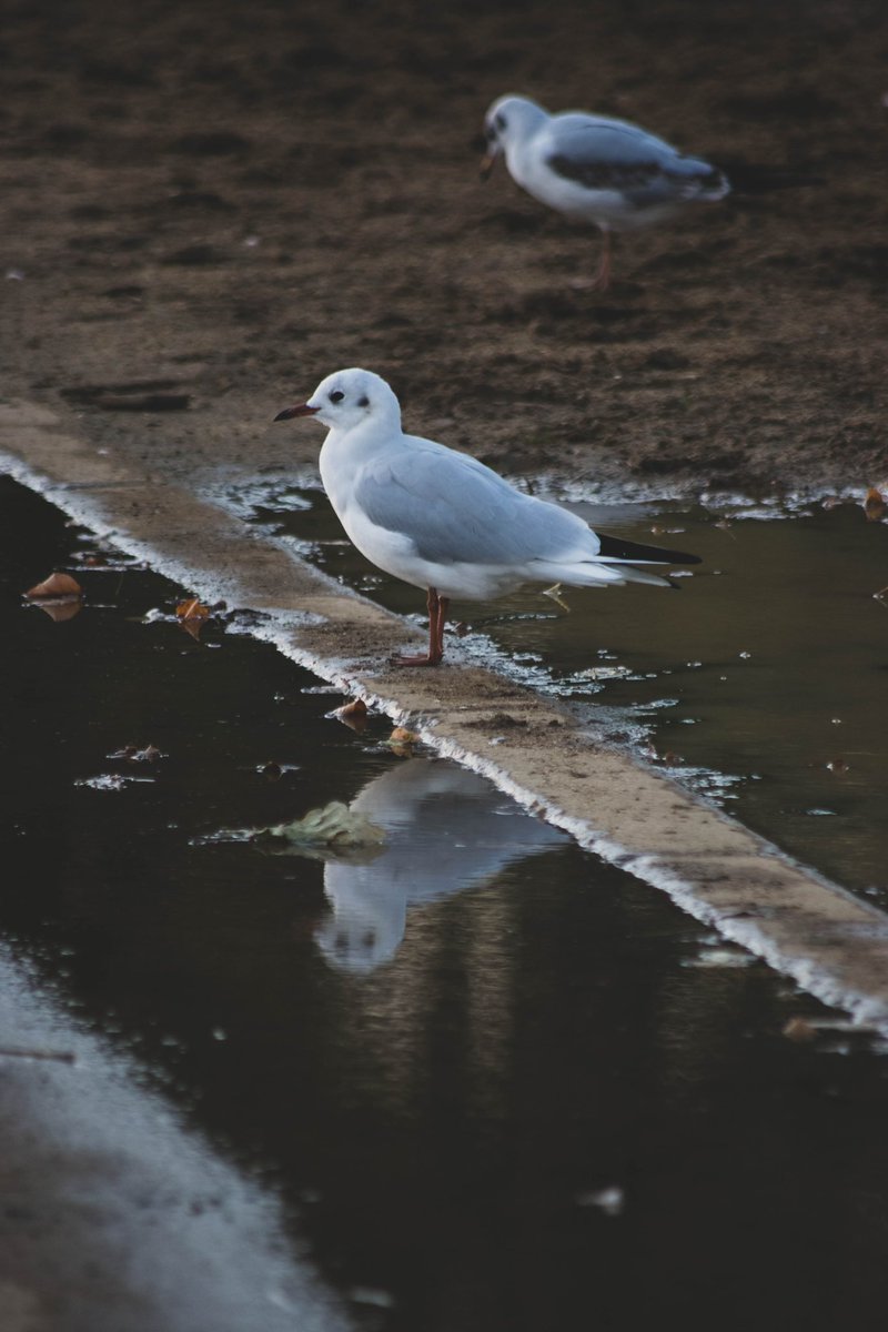 oneelevennet's tweet photo. Camera: Nikon D5300
Lens: Sigma 70.0-300.0mm f/4.0-5.6
Exposure: 1/320 sec at f/5.6
ISO: 500
Focal Length: 300mm

#seagulL #London #water #refelction #bird #outdoors #photography #nikond5300 #d5300 #nikon #nikondslr #dslr #dslrphotograph #dslrphotography  #sigma #sigmalens https://t.co/e9u0My5hPC