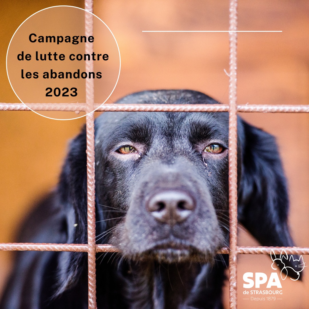La SPA de Strasbourg tire la sonnette d’alarme.
Depuis janvier 2023 , c’est déjà plus de 700 animaux qui ont été accueillis dans notre refuge : chats, chiens, lapins, souris, cochons d’inde, rats tortues….. 
 Alors n'hésitez pas à cliquer : rb.gy/gijxg