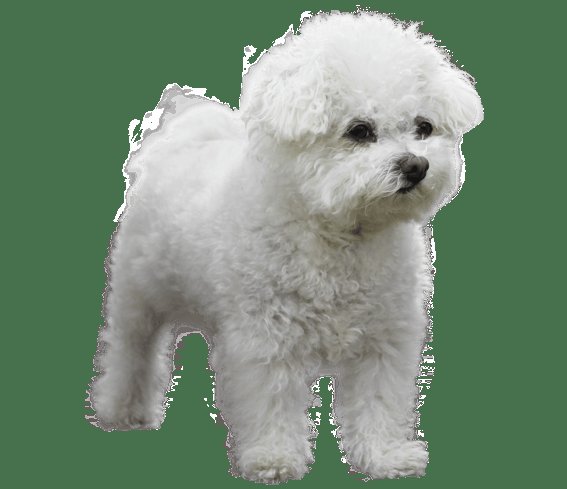 verysillystring's tweet photo. said hello to a little fluffs yesterday and when it turned around, it had a leaf in its mouth (don't disturb the mission) 

made my heart smile https://t.co/iQr1WBGwKo