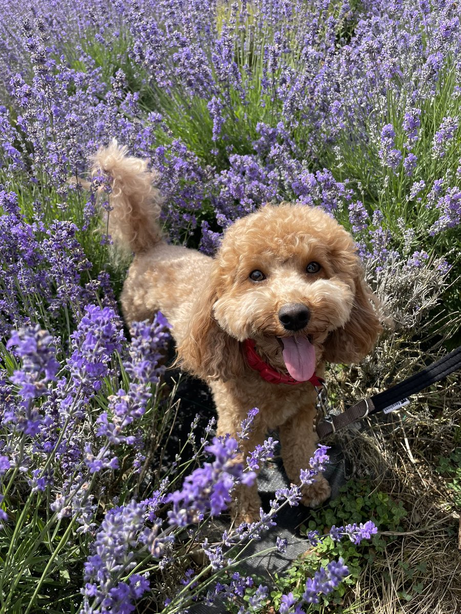LunaLooPup's tweet photo. Fun in the sun ☀️ https://t.co/jLLeEZVPGh