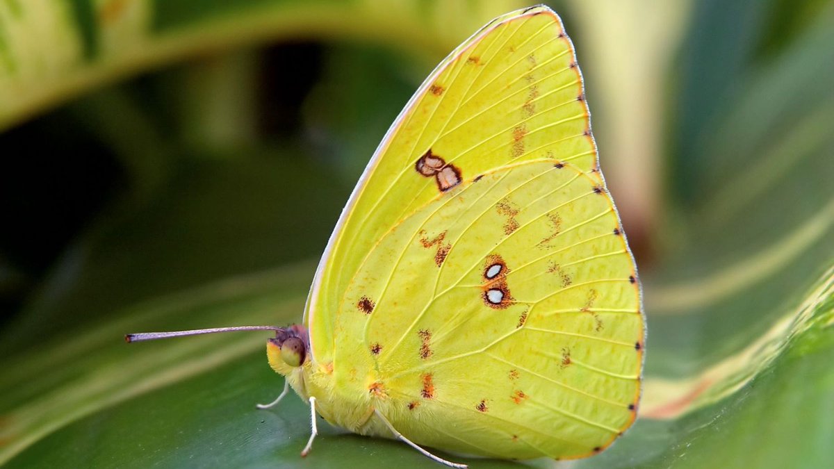 manlitphil's tweet photo. Back in March, Director of @TheCrick and #NobelPrize winner Sir Paul Nurse considered the most fundamental question in biology: What is Life?

You can watch a clip of the talk on our YouTube channel:

https://t.co/Q0xQfnH9VE https://t.co/3DBqewGElF
