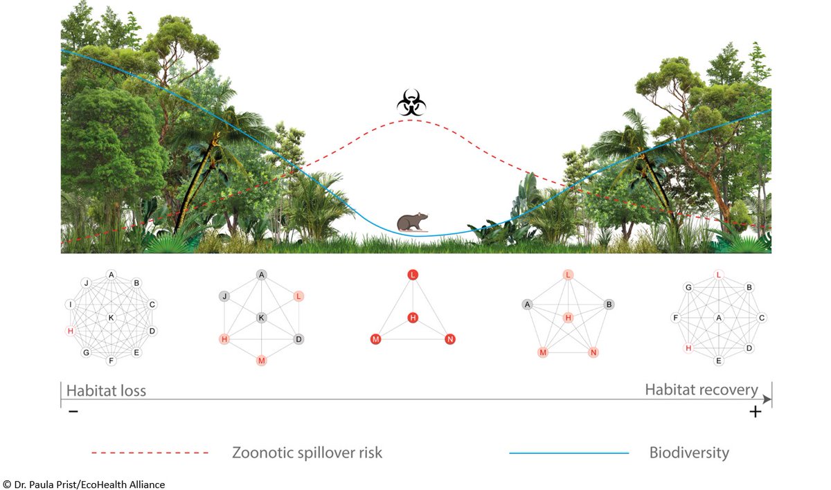 Zoonotic diseases are transmitted from animals to humans & emergence is often due to human-driven landscape changes📈 Prist et al reviewed evidence linking ecological restoration with disease risk & proposed restoration strategies to limit disease spread doi.org/10.1111/1365-2…