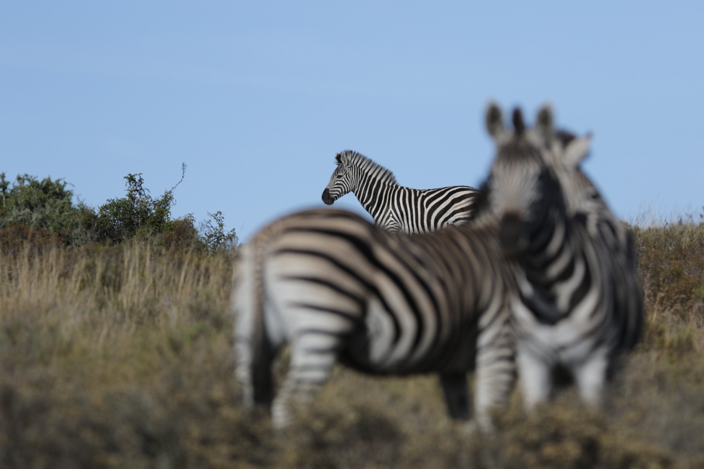 Amakhala Reserve tweet media