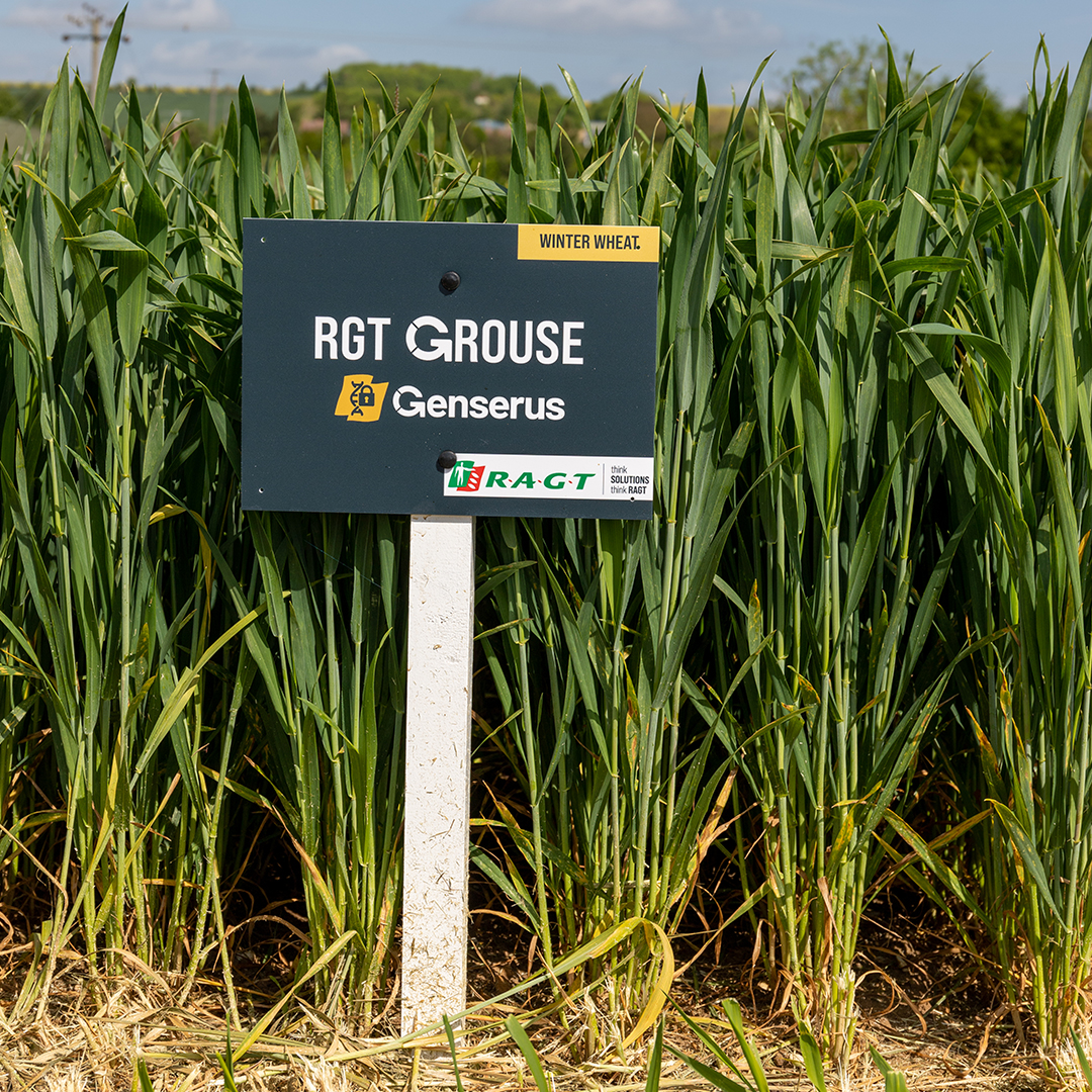 RAGT Seeds UK tweet media