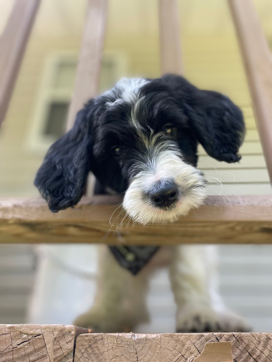 CNYCentral's tweet image. This is Oakley, who's sending good vibes your way (📸: Sarah Herrington). Keep the photos coming! Share your photos with us here: CNYCentral.com/ChimeIn
#CaptureCNY #parish #parishny #dog #dogs #dogsofinstagram #cny #centralny #centralnewyork #upstateny #upstatenewyork #iloveny