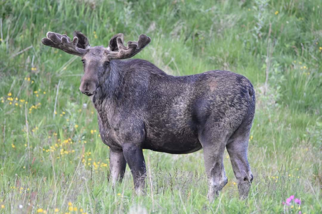elusive_moose's tweet photo. #MondayMoose Photo Stig Werner Bolle #Norway #wildlife #moose https://t.co/nCEKAU7tmH