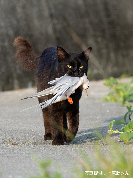 Sad news from @yamashina_inst: A Roseate Tern, ringed in Australia over two decades ago, fell victim to a free-ranging cat in Okinawa, Japan. This serves as a reminder of the global concern for the impact of #cats on wildlife. #CatPredation Source: cutt.ly/Mwuxj1y0