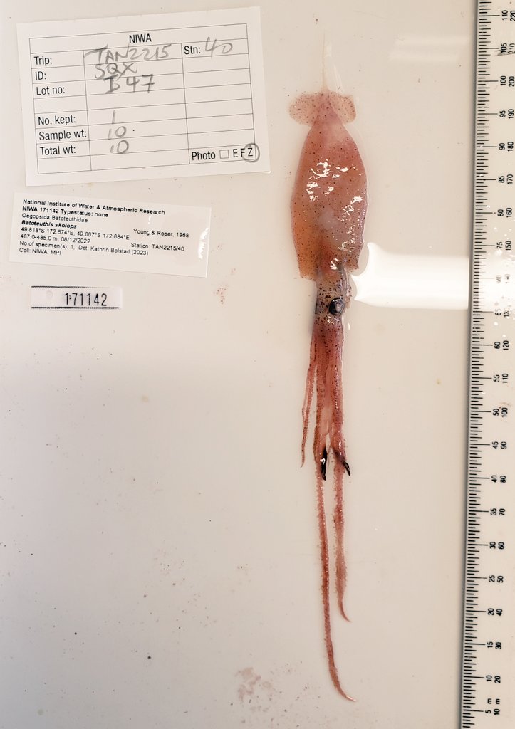 ALCESonline's tweet photo. This was probably our favorite for today--a beautiful, perfect little Batoteuthis skolops. Not many of these in collections. We squeed, a lot. #SQXmas2023 https://t.co/OVh5v3fgmo