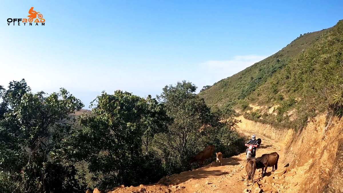 vietnamriders1's tweet photo. Riding a motorcycle requires a high level of alertness and rapid problem-solving. 🔎

💻 https://t.co/EL1g9omduo

#highlevelofalertness #rapidproblemsolving #improvedconcentration #vietnam #xuhuong2023 #trending2023 #motor #tour #rental #honda #XR150L #CRF150L #CRF250L #CRF300L https://t.co/ugJGsNNOGc