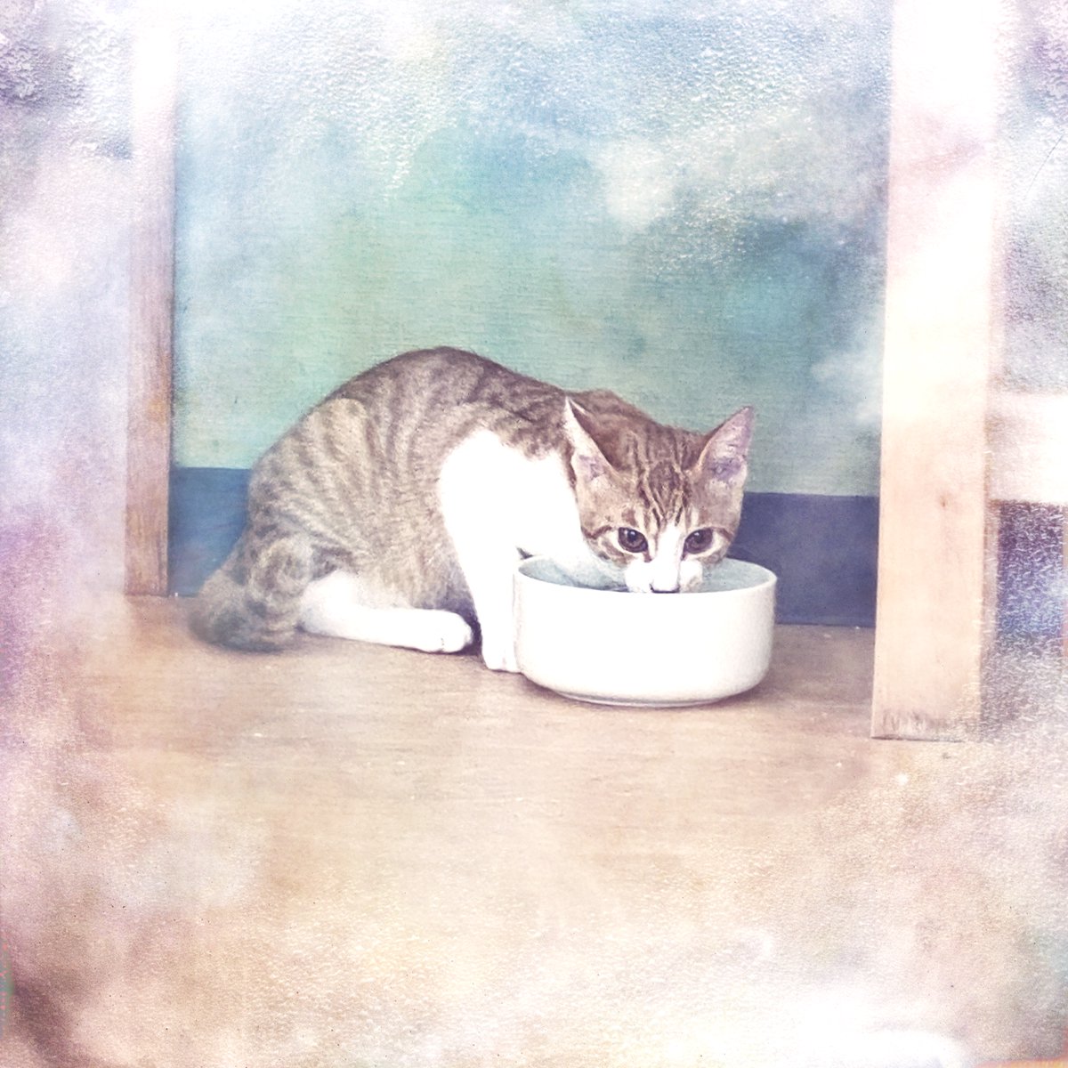 obi_wan_eclipse's tweet photo. #Hipstamatic #Frosty #Reeta #Yuletide #猫式 #猫 #cat #ShotoniPhone https://t.co/n7fOcG3QgQ