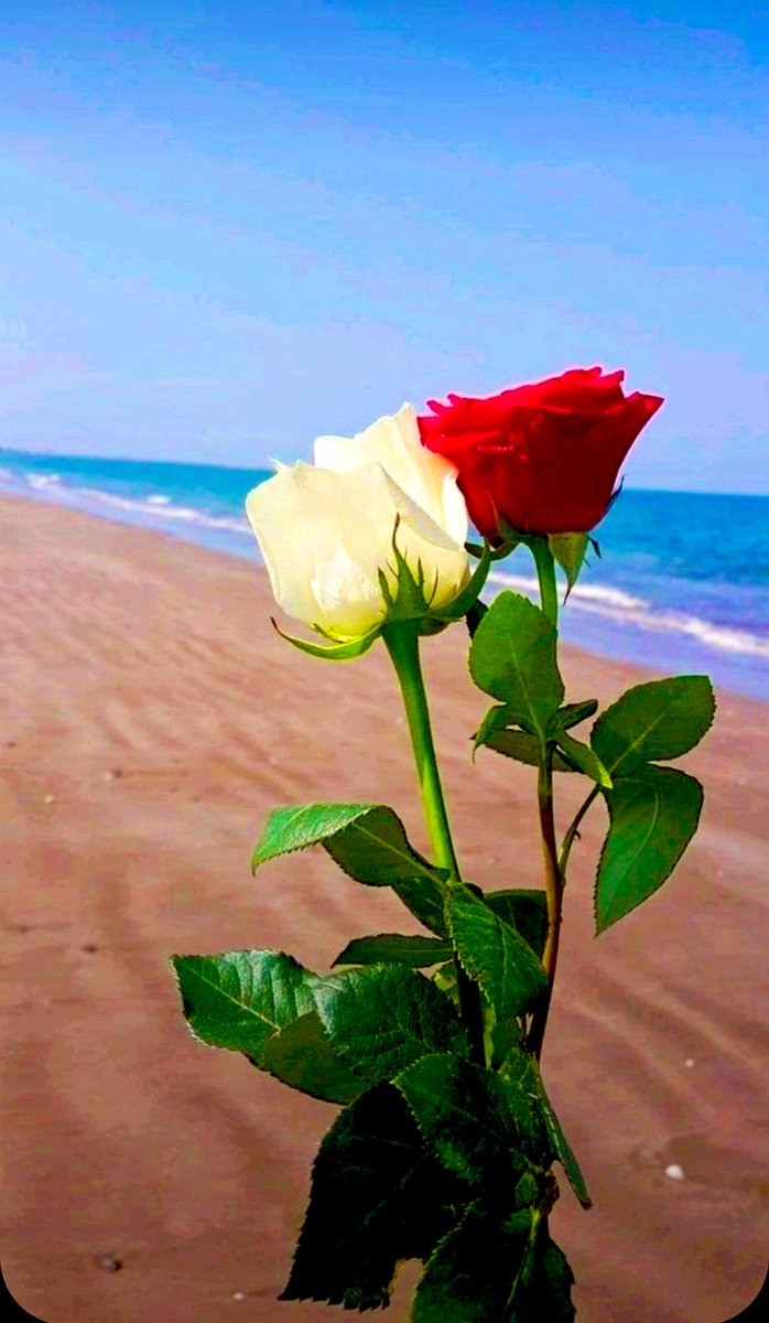 Gina (@ginazahnfeebabe) on Twitter photo 