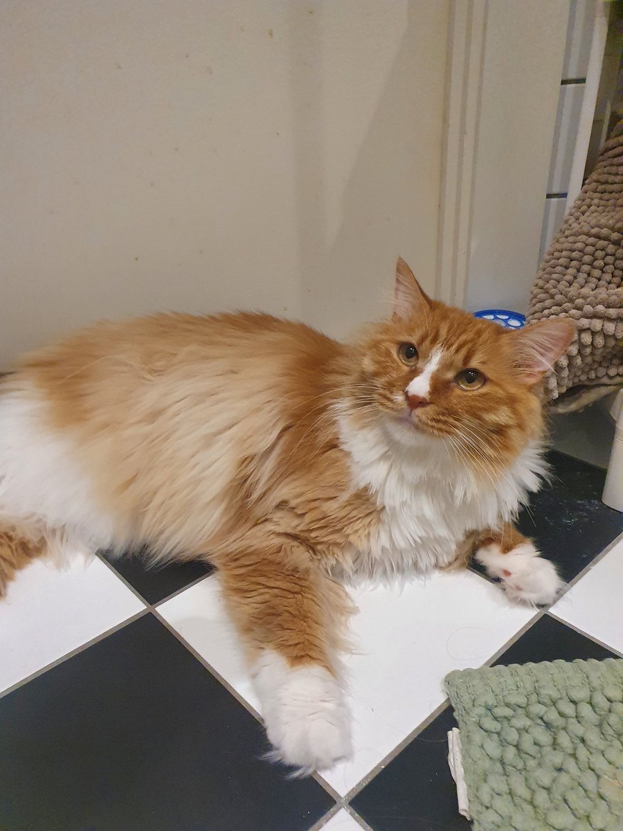 gingertheorange's tweet photo. Have a nice Monday everyone! I know it's always tough to start your working week but I'm there to cheer you up πΉ
#CatsLife https://t.co/tywfjyezBQ