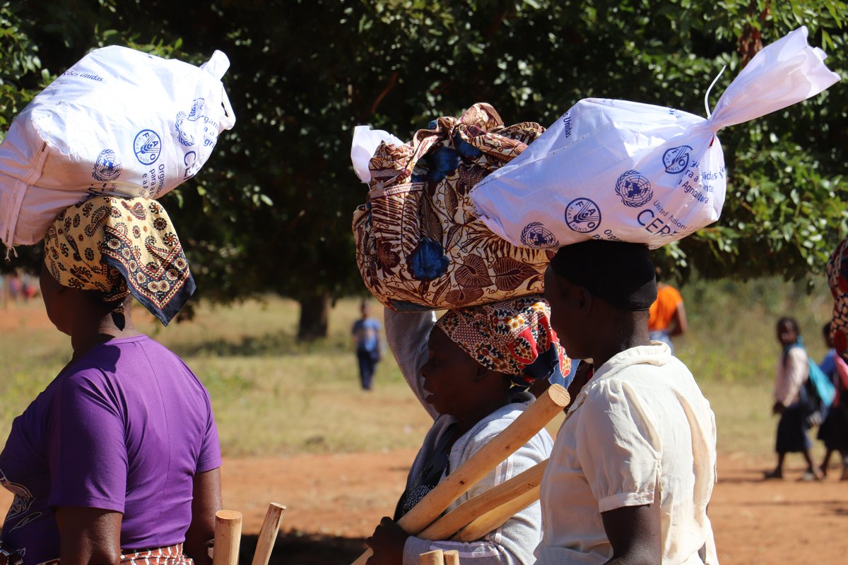 FAOMozambique's tweet photo. 🚨Emergency response to people affected by floods in Gaza and Zambezia Provinces🇲🇿. @FAO is providing urgent livelihoods assistance with seeds🌱 and agricultural tools🛠️ to the most vulnerable communities. Thanks to @UNCERF https://t.co/r2fzfFRsVb